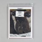 Card Sets, Two Penguins, Pack of 16