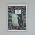 Card, Lost Penguins, Pack of 16