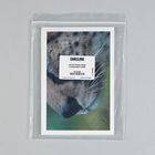 Card Sets, Cat and Human Nose, Pack of 2
