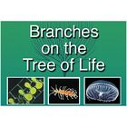BioMEDIA Video: Branches on the Tree of Life: Molluscs (1-Year Schoolwide Subscription)