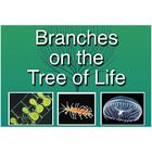 Biomedia Video Branches On The Tree Of Life Molluscs 1 Year Schoolwide Subscription