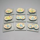 Altay&reg; Animal Cell Mitosis Model Set