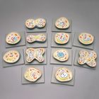 Altay Animal Cell Meiosis Model Set