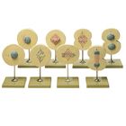 Somso Animal Mitosis Model Set