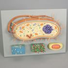 Altay&reg; Bacterium Model Set