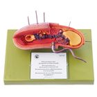 Somso&reg; Reconstruction of a (Gram-Positive) Bacterial Cell Model
