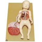 Somso&reg; Human Fetal Circulation Model