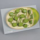 Altay Chloroplast Model