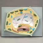 Altay Plant Cell Model