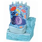 3B&reg; Animal Cell Model