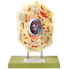Somso Animal Cell Model, Large Size