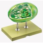 Somso&reg; Chloroplast of Higher Plant Model