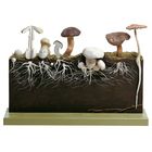 Somso&reg; Development of Hat Fungi Model