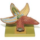 Somso&reg; Starfish Model