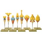 Somso&reg; Vertebrate Brains Model Set