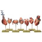 Somso Vertebrate Hearts Model Set