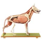 Somso&reg; Model of a Female German Shepherd Dog