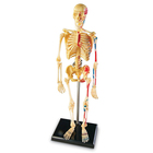 Human Anatomy Skeleton Model