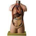 Somso Male Youth Torso without Head
