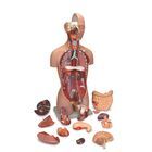 Altay Human Sexless Torso Model