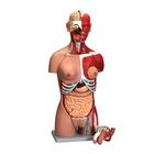 Altay&reg; Deluxe Human Muscular Male and Female Torso Model