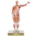 Somso Human Male Muscular Model Removable Muscles