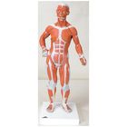 3b Miniature Human Muscular Figure