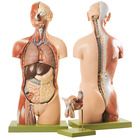 Somso Human Torso Model With Head And Open Back