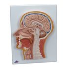 3B&reg; Human Head Section Model
