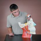 Altay&reg; Human Head Section with Cranial Nerves