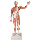 3B&reg; Life-Size Human Male Muscular Figure Model
