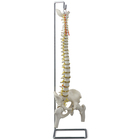 Altay Human Flexible Vertebral Column Skeleton With Femur Heads