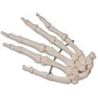Altay&reg; Human Hand Bones