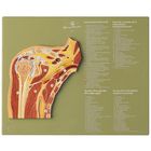 Somso&reg; Human Shoulder Cross-Section Model