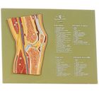 Somso&reg; Human Knee Cross-Section Model