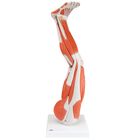 3B&reg; Human Left Leg Model