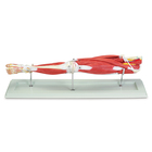 Altay&reg; Deluxe Human Muscular Leg Model