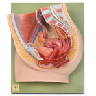 Somso&reg; Human Female Half Pelvis Model