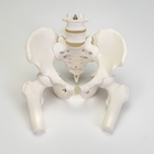 Altay Human Pelvis With Lower Lumbar And Femur Heads