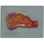 Altay Human Rectum Model