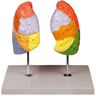 Altay&reg; Human Segmented Lungs Model