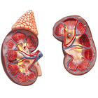 Altay Human Kidney With Adrenal Gland Model