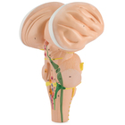 Altay Enlarged Human Brain Stem Model