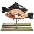 Somso&reg; Bony Fish Model