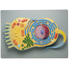 Altay&reg; Eukaryotic Cell Model