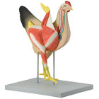 Altay Hen Model