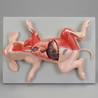 Altay Fetal Pig Dissection Model