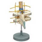 Altay Human Vertebrae Spinal Cord Dissection Model