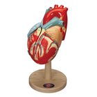 Denoyer-Geppert Heart of America Model