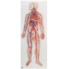 3B&reg; Human Circulatory System Model
